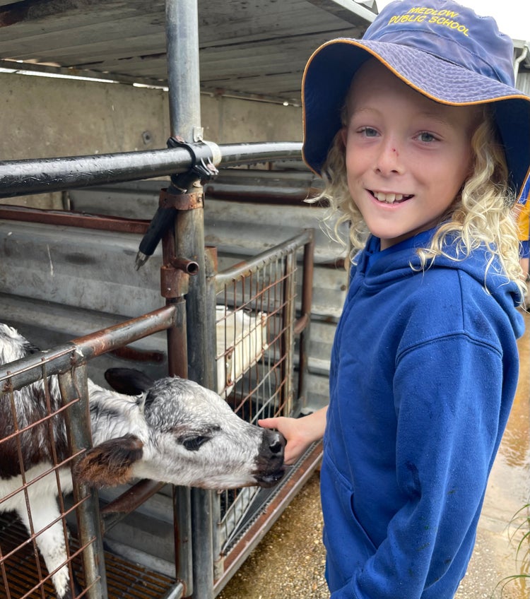 Photo of a student petting a calf at the sale yards